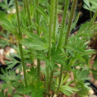 Anemone multifida Annabella Series